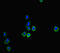 Oncostatin M antibody, orb45033, Biorbyt, Immunocytochemistry image 