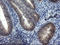 Mitochondrial Ribosomal Protein S27 antibody, LS-C175179, Lifespan Biosciences, Immunohistochemistry frozen image 