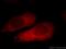 PH domain leucine-rich repeat protein phosphatase 1 antibody, 22789-1-AP, Proteintech Group, Immunofluorescence image 