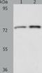 ACOX2 antibody, TA322848, Origene, Western Blot image 