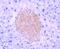 Neurotrophic Receptor Tyrosine Kinase 2 antibody, NBP2-67578, Novus Biologicals, Immunohistochemistry paraffin image 