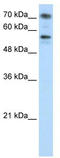 Bromodomain Containing 7 antibody, TA343710, Origene, Western Blot image 