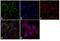 Thyroid Stimulating Hormone Receptor antibody, MA3-218, Invitrogen Antibodies, Immunofluorescence image 