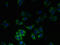 Solute Carrier Family 23 Member 3 antibody, LS-C377914, Lifespan Biosciences, Immunofluorescence image 