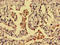 Dopamine Receptor D1 antibody, orb46760, Biorbyt, Immunohistochemistry paraffin image 