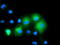 Mitogen-Activated Protein Kinase 7 antibody, TA502187, Origene, Immunofluorescence image 