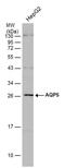 Aquaporin 5 antibody, PA5-77863, Invitrogen Antibodies, Western Blot image 