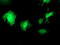 TAZ antibody, TA503438, Origene, Immunofluorescence image 