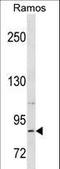 Relaxin Family Peptide Receptor 2 antibody, LS-C158910, Lifespan Biosciences, Western Blot image 