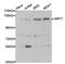 hSIRT1 antibody, TA326785, Origene, Western Blot image 