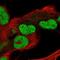 POC5 Centriolar Protein antibody, NBP2-76555, Novus Biologicals, Immunofluorescence image 
