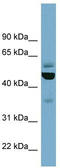 Tubulin Epsilon 1 antibody, TA345046, Origene, Western Blot image 