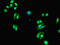 Ecotropic Viral Integration Site 2A antibody, LS-C395796, Lifespan Biosciences, Immunofluorescence image 