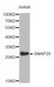 Synaptosome Associated Protein 29 antibody, abx003186, Abbexa, Western Blot image 