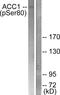 Acetyl-CoA Carboxylase Alpha antibody, PA5-38107, Invitrogen Antibodies, Western Blot image 
