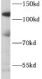 Caspase Recruitment Domain Family Member 14 antibody, FNab01269, FineTest, Western Blot image 