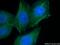Actin Filament Associated Protein 1 antibody, 21093-1-AP, Proteintech Group, Immunofluorescence image 