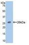 STAT3 antibody, LS-C717160, Lifespan Biosciences, Western Blot image 