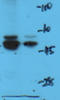 Dopamine Receptor D1 antibody, orb10514, Biorbyt, Western Blot image 