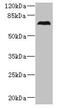 Centrosomal Protein 76 antibody, CSB-PA855035LA01HU, Cusabio, Western Blot image 