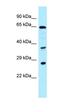 Cell Division Cycle 37 Like 1 antibody, orb331186, Biorbyt, Western Blot image 