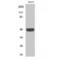Cell Adhesion Molecule 2 antibody, LS-C384078, Lifespan Biosciences, Western Blot image 