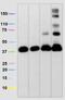 Coi antibody, ab14705, Abcam, Western Blot image 