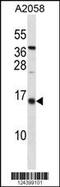 Inhibitor Of DNA Binding 3, HLH Protein antibody, 59-799, ProSci, Western Blot image 