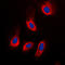 Caspase 3 antibody, LS-C351924, Lifespan Biosciences, Immunofluorescence image 