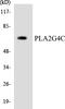 Phospholipase A2 Group IVC antibody, LS-C200495, Lifespan Biosciences, Western Blot image 