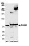 Small G Protein Signaling Modulator 3 antibody, A305-661A-M, Bethyl Labs, Western Blot image 