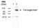 Nucleotide Binding Oligomerization Domain Containing 1 antibody, ALX-210-918-C050, Enzo Life Sciences, Western Blot image 