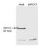 DNA repair protein XRCC1 antibody, NB100-202, Novus Biologicals, Western Blot image 