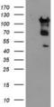 Methionyl-tRNA formyltransferase, mitochondrial antibody, NBP2-01232, Novus Biologicals, Western Blot image 