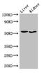 Sorting Nexin 17 antibody, CSB-PA614877LA01HU, Cusabio, Western Blot image 