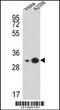 40S ribosomal protein S3a antibody, MBS9201497, MyBioSource, Western Blot image 