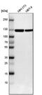 Complement factor B antibody, HPA001817, Atlas Antibodies, Western Blot image 