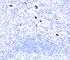 Myeloid Associated Differentiation Marker antibody, V2356IHC-7ML, NSJ Bioreagents, Immunohistochemistry paraffin image 