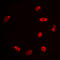 Histone H2B antibody, LS-C356085, Lifespan Biosciences, Immunofluorescence image 