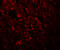 Staufen Double-Stranded RNA Binding Protein 1 antibody, A04259, Boster Biological Technology, Immunofluorescence image 