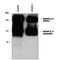 Glutamate Metabotropic Receptor 5 antibody, PPS079, R&D Systems, Western Blot image 