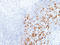 hPD-1 antibody, IHC001-1, GenomeMe, Immunohistochemistry frozen image 
