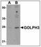 Golgi Phosphoprotein 3 antibody, AP23909PU-N, Origene, Western Blot image 