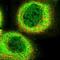 Chromosome 10 Open Reading Frame 90 antibody, NBP1-90793, Novus Biologicals, Immunocytochemistry image 