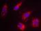 Diablo IAP-Binding Mitochondrial Protein antibody, A21983, Invitrogen Antibodies, Immunofluorescence image 