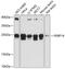 FKBP Prolyl Isomerase 14 antibody, 14-857, ProSci, Western Blot image 