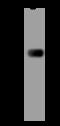 3-Hydroxyisobutyryl-CoA Hydrolase antibody, 200594-T44, Sino Biological, Western Blot image 