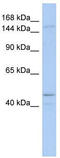 HLP antibody, TA341578, Origene, Western Blot image 