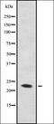 CDC Like Kinase 3 antibody, orb335472, Biorbyt, Western Blot image 