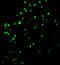 Caspase-4 antibody, 3453, ProSci Inc, Immunofluorescence image 